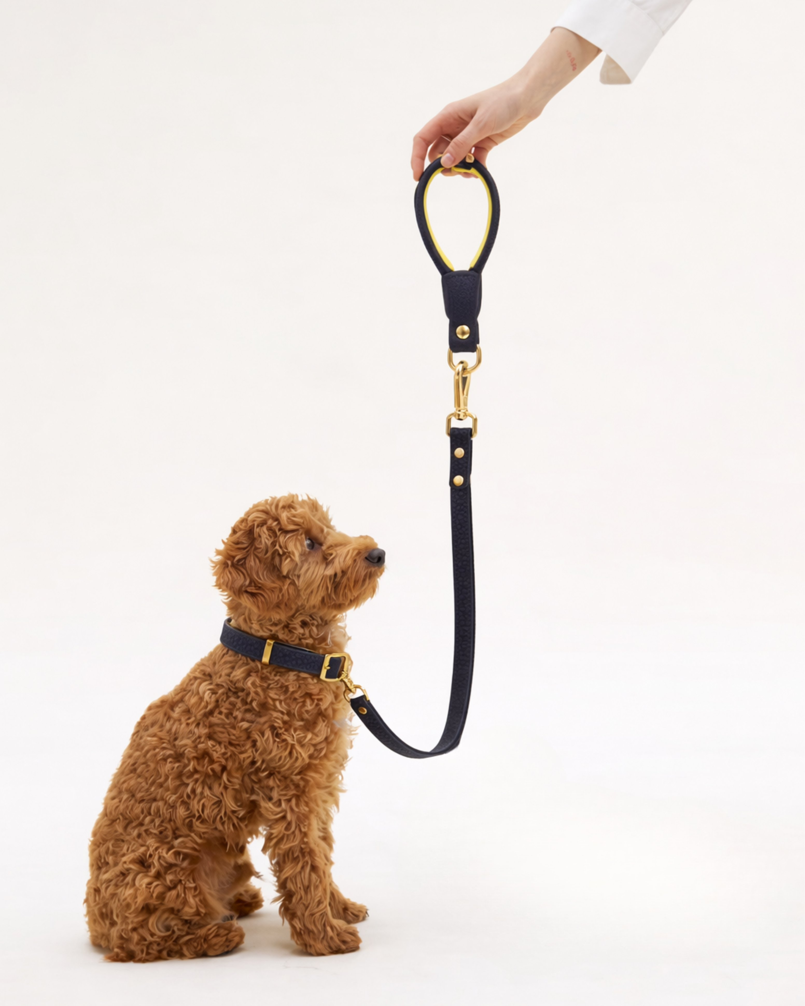 Dog Collars